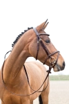 oglowie-horze-constance-brazowe-1.webp