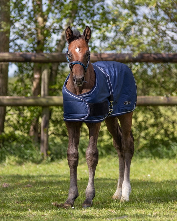 Derka-padokowa-zrebieca-QHP-Foal-Turnout