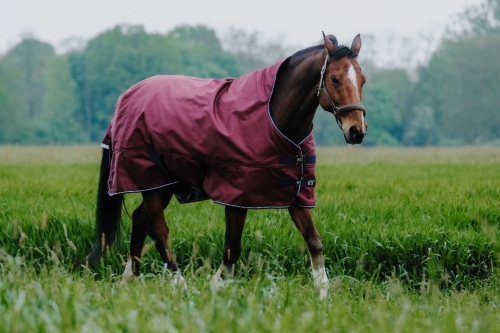 Derka-padokowa-Equi-Theme-Tyrex-1200-D-High-Neck