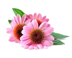 equiherbs-echinacea-jezówka-1.jpg