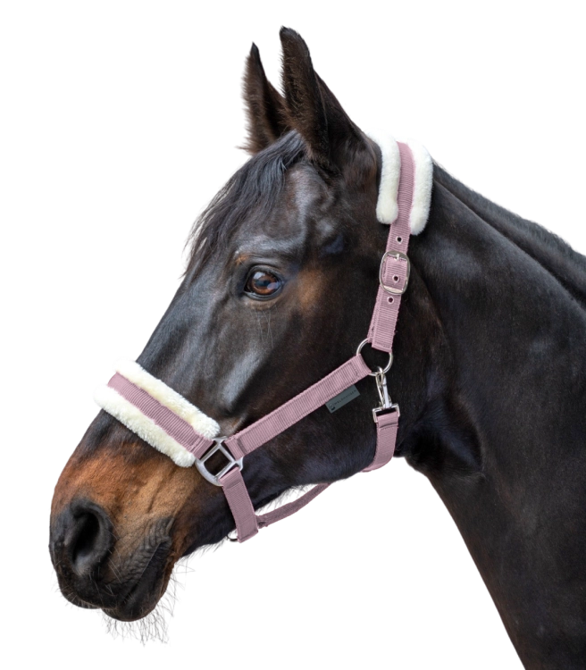 Kantar-WALDHAUSEN-First-Halter-cherry-blossom-02