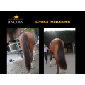 suchy-szampon-lincoln-total-groom