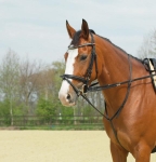 Wodze BUSSE Thiedemanna