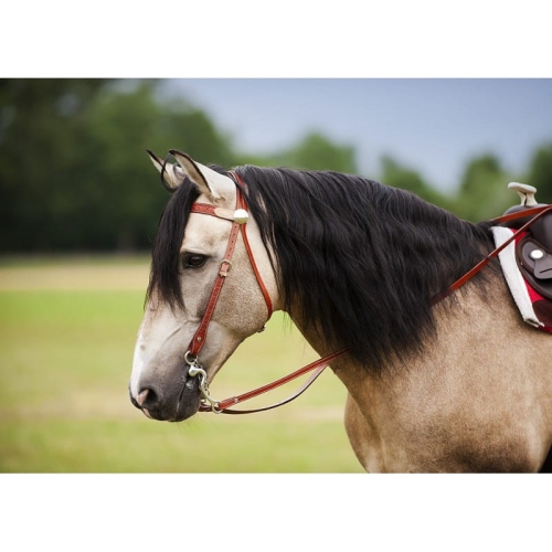randol-s-two-tone-bridle.jpg