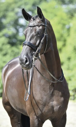 ogłowie munsztukowe BUSSE Massa