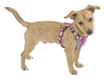 Szelki dla psa KERBL "Hunde" pink 