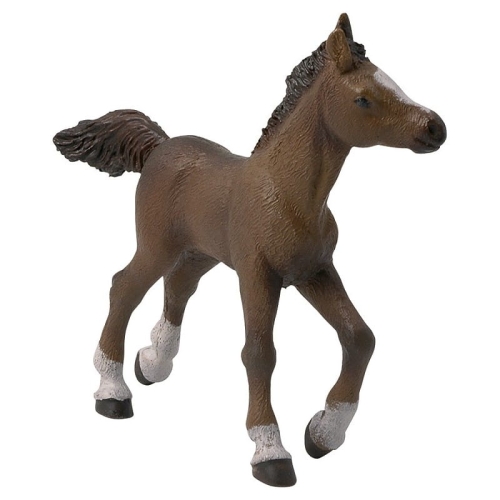 papo-anglo-arab-foal.jpg
