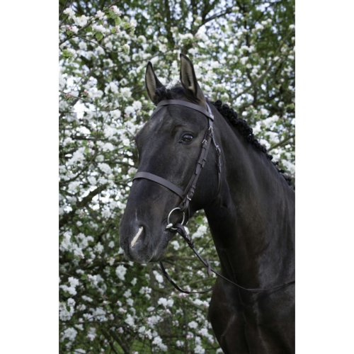 riding-world-muserolle-francaise-bridle (1).jpg