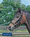 Kawecan-Busse-Professional