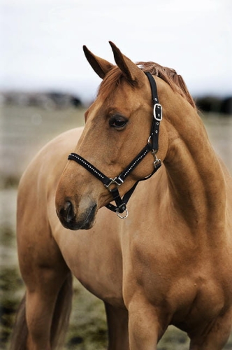 kantar-horze-diamond