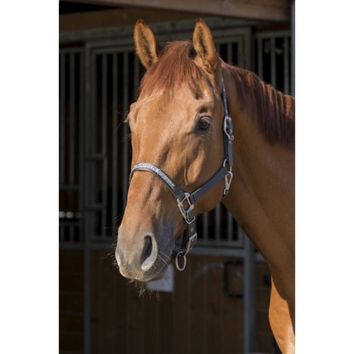 equi-theme-bracelet-headcollar (6).jpg