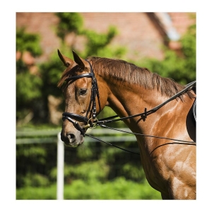 Wypinacze elastyczne Equi Theme