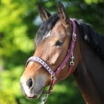 Kantar Kavalkade "Classic"