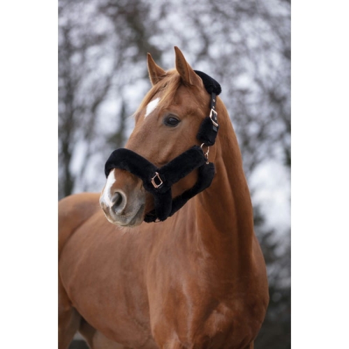 Kantar Equi Theme "Teddy Rosegold"