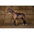 equitheme-infinity-saddle-pad 3.jpg