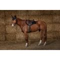 equitheme-funny-saddle-pad (5).jpg
