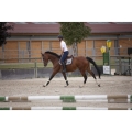 equitheme-lewis-t-shirt (1).jpg