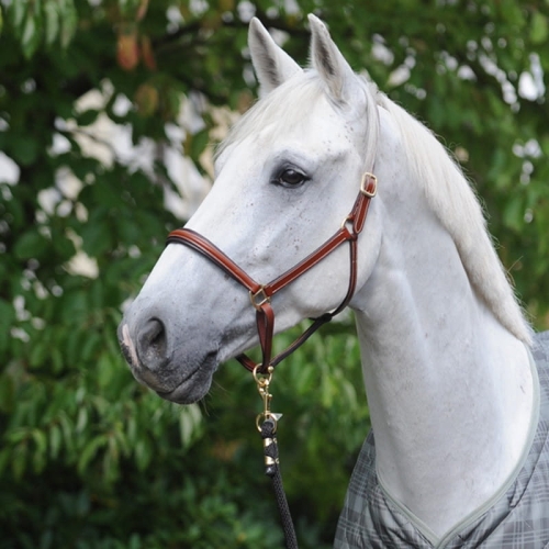 kantar-Kavalkade-Charming