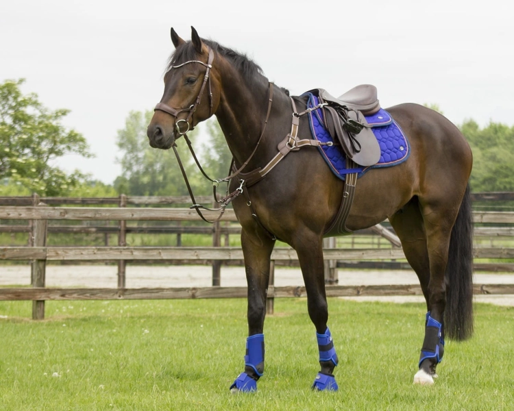 Ochraniacze krosowe tylne QHP Q-Cross Eventing Technical
