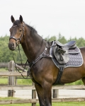 Ogłowie QHP Q-Cross Sedna