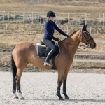 czaprak-wszechstronny-horze-windsor