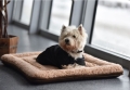 legowisko-torpol-FOX-Pet-Pad-nelson.jpg