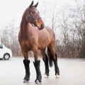 ochraniacze-transportowe-horze-transport-boots