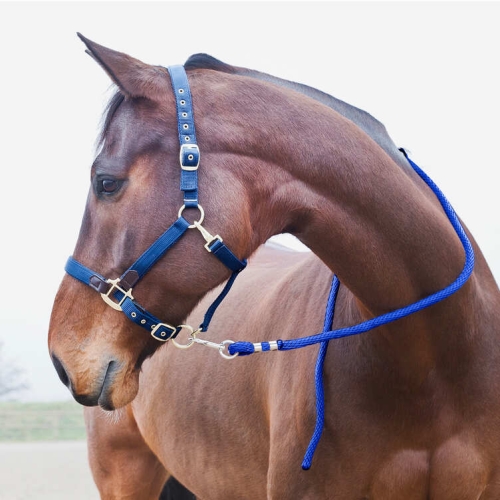 uwiaz-horse-lead