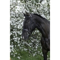 riding-world-muserolle-francaise-bridle.jpg