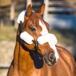 Zestaw futerek na kantar HORZE