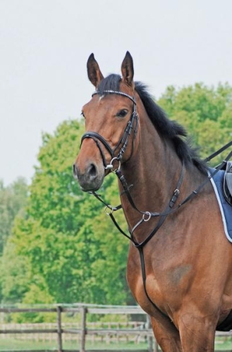 Wytok-Busse-Basic