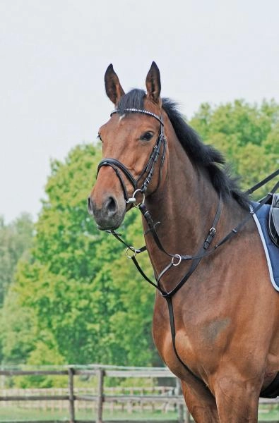 Wytok-Busse-Basic