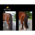 suchy-szampon-lincoln-total-groom