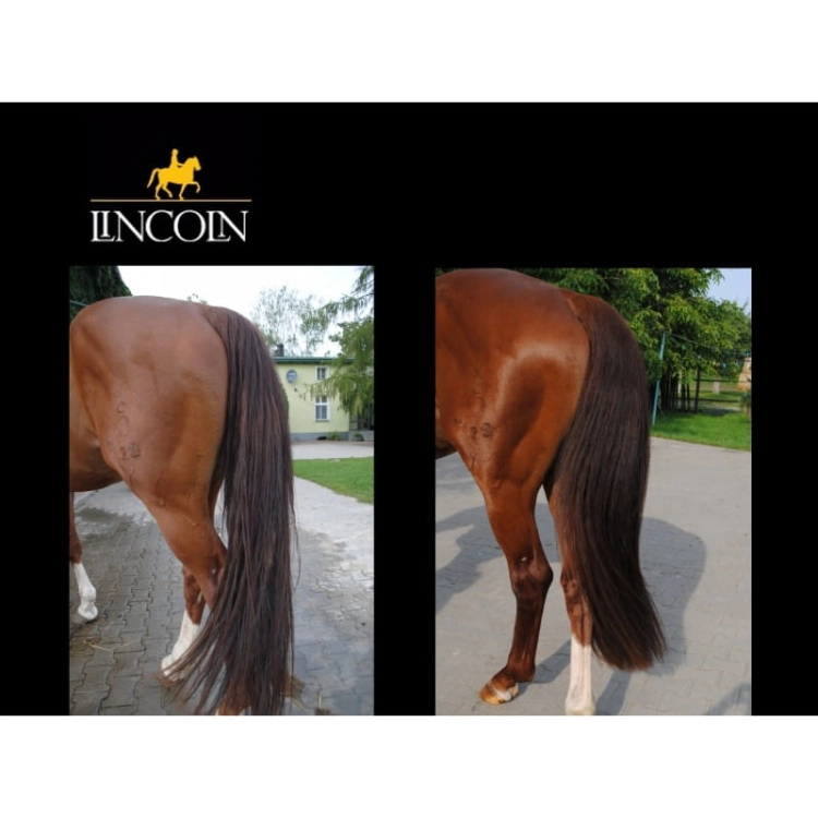 suchy-szampon-lincoln-total-groom