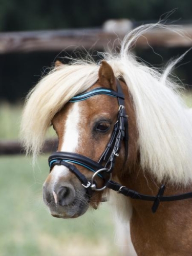 ogłowie BUSSE Little