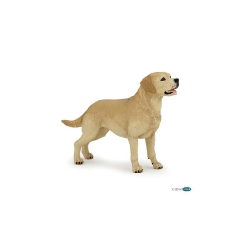 papo-labrador.jpg