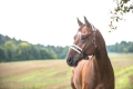 HZSUM15-20140923-2BE_4646-22244-DBR.jpg