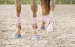 ochraniacze-tylne-horze-chicago-fetlock