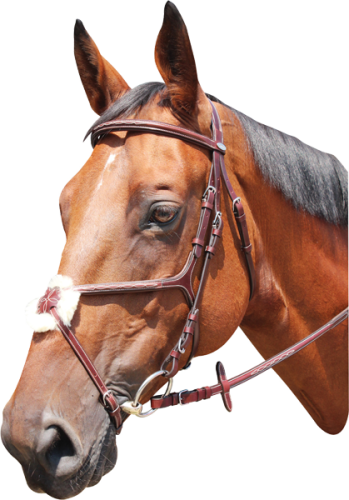 Oglowie-meksykanskie-Kentaur-Knoxville