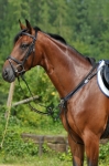 stubben-napiersnik-z-wytokiem-elastic