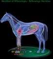 zandona-therapeutische-stall-transportgamaschen-air-vo-453258-de.jpg